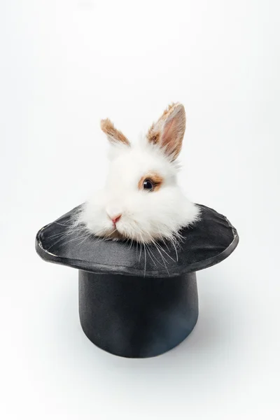 Grappige konijn in een hat — Stockfoto