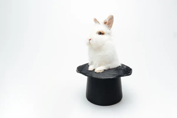 Kaninchen mit Hut — Stockfoto