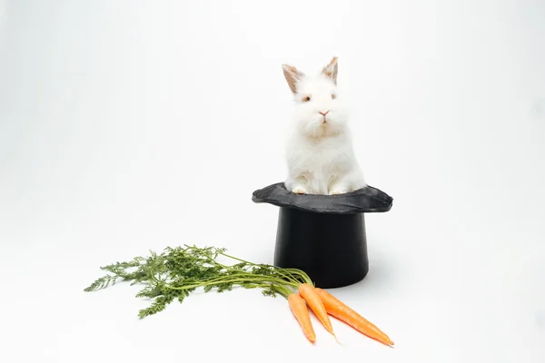 Rabbit in a hat and carrot Royalty Free Stock Photos