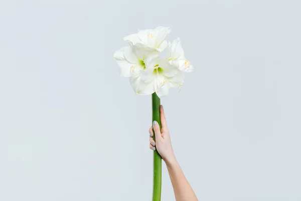 Vrouwelijke hand met bloemen — Stockfoto