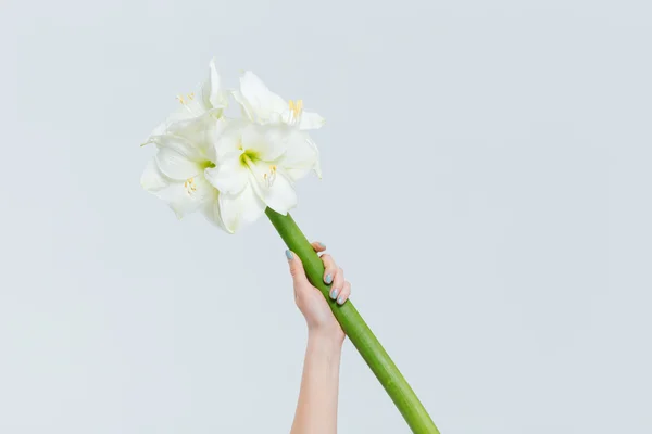 Vrouwelijke hand bedrijf lily — Stockfoto