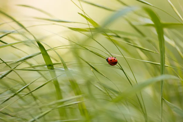 Coccinelle assise sur l'herbe verte — Photo