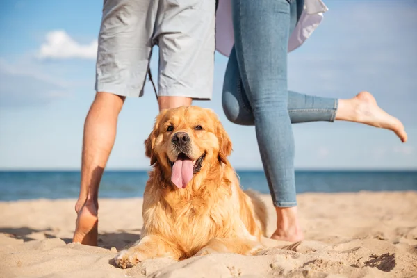 Close-up van de mooie hond liggend op het strand — Stockfoto