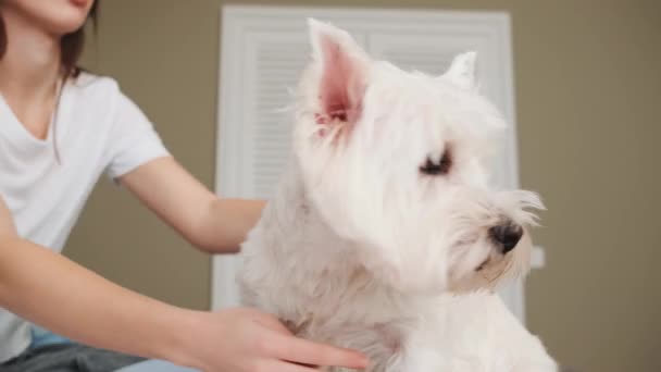 Ein Schönes Mädchen Küsst Ihren Hund Der Hause Bett Sitzt — Stockvideo
