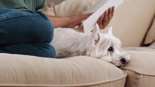Ein Abgeschnittener Blick Auf Einen Weißen Hund Liegt Mit Seinem — Stockvideo