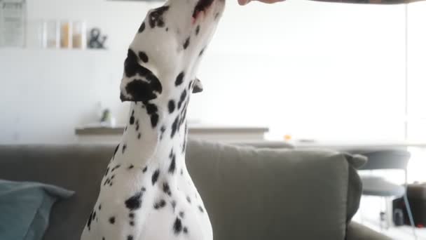 ダルマチアの犬は家でソファに座ってコマンドを実行します — ストック動画