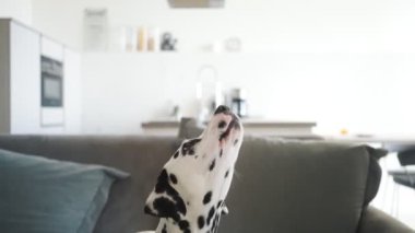 A dalmatian dog barks and executes commands sitting on the sofa at home