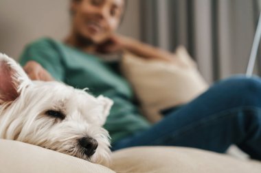 Mutlu siyah kadın evdeki kanepede dizüstü bilgisayar kullanırken köpeğini okşuyor.