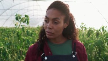 A confident afro-american woman is caring for tomato walking through beds at the greenhouse