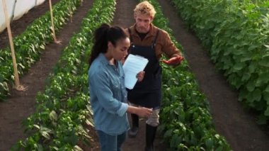 A expert afro-american woman is checking the growth of plants while talking to farmer man at the greenhouse