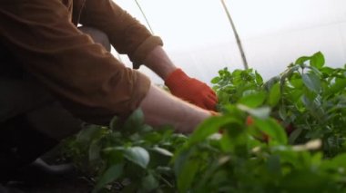 A close-up cropped view of a farmer man is working while caring for plants at the greenhouse