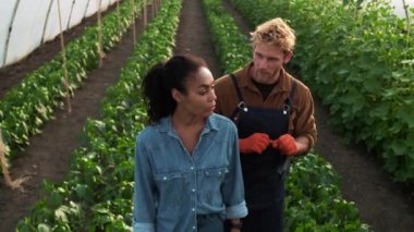 An afro-american woman is checking the growth of plants while talking to farmer man at the greenhouse