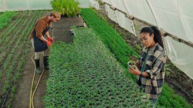 A top view of a concentrated multinational couple of farmers man and woman are working in a greenhouse caring of seedlings
