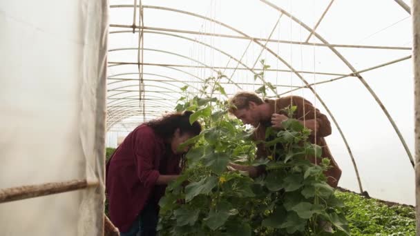 Giardiniere Serio Uomo Donna Controllano Una Piantina Verde Una Serra — Video Stock