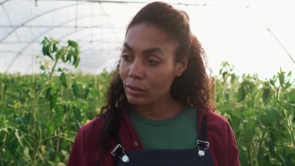 Eine Selbstbewusste Afroamerikanerin Kümmert Sich Tomaten Die Gewächshaus Durch Beete — Stockvideo