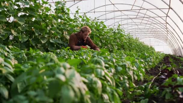 Farmer Man Working While Caring Tomato Seedlings Greenhouse — Video