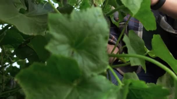 Uma Visão Cultivada Uma Agricultora Afro Americana Colher Pepino Planta — Vídeo de Stock