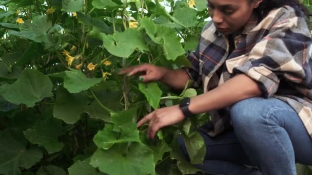 Farmer Afro American Woman Checking Growth Plants Greenhouse — Video