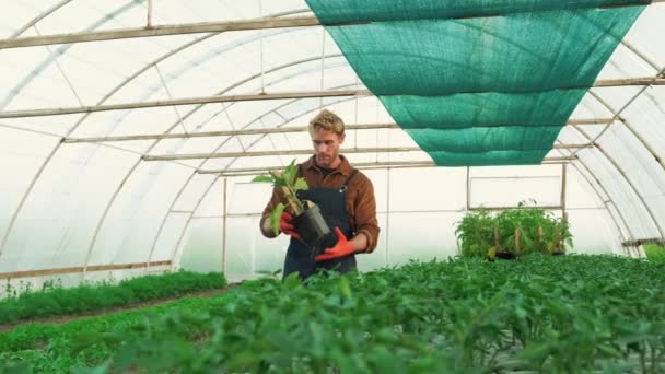 Pleased Couple Farmers Man Woman Working Greenhouse — Video Stock