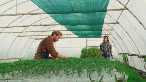 Good Looking Farmers Caring Seedlings Working Greenhouse — Vídeos de Stock