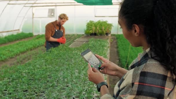 Górny Widok Wielonarodowej Pary Farmerów Mężczyzna Kobieta Pracują Szklarni Dbając — Wideo stockowe