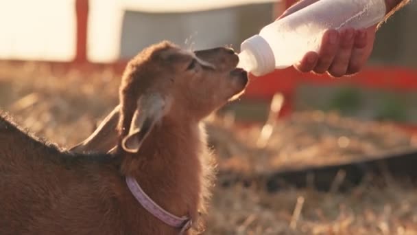 Μια Κοντινή Θέα Ενός Αγρότη Ταΐζει Μια Κατσίκα Γάλα Από — Αρχείο Βίντεο