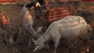 Keçiler köyde yürür.