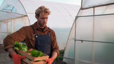 Bir çiftçi seradan gelen sebzeleri topluyor.