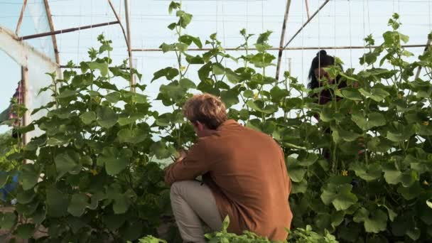 Par Jardineros Hombre Mujer Revisan Una Plántula Verde Invernadero Control — Vídeos de Stock