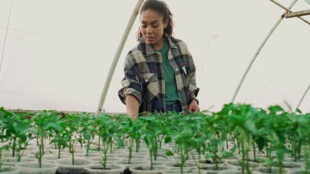 Una Campesina Cuida Las Plántulas Invernadero — Vídeos de Stock