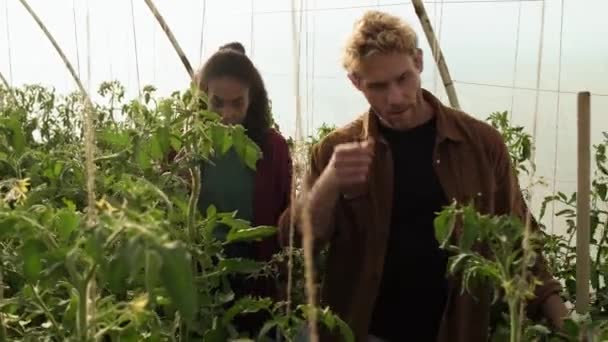植物の成長を確認しながら 農家の労働者の男性と女性のペアが温室で働く予定です — ストック動画