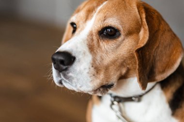 Kapalı bir yerde yerde yerde yatan av köpeğine yakın.