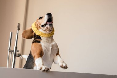 Yavru köpek banyo yapıyor, küvette oturuyor.