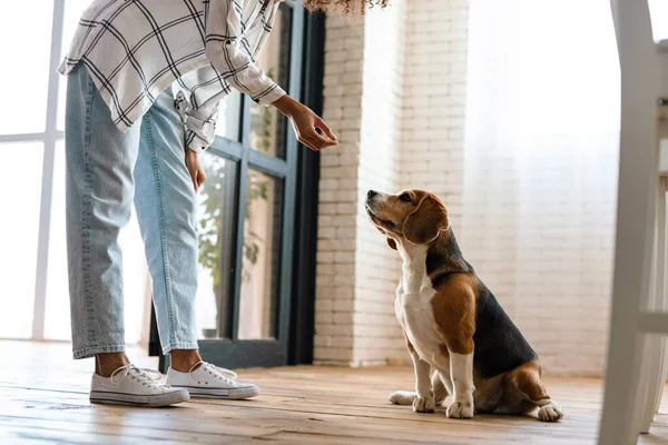 Genç bir Afrikalı kadının kesilmiş görüntüsü. Evdeki köpeğine doğru uzanmış duruyor.