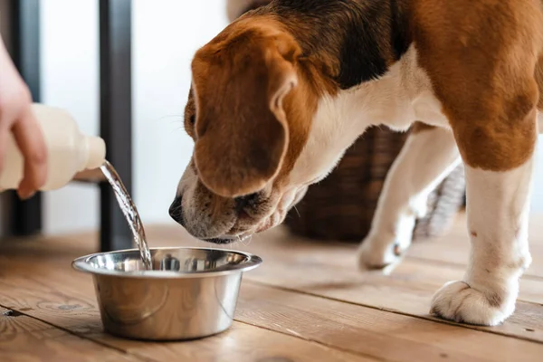 Beagle Hond Eten Uit Een Kom Binnen — Stockfoto