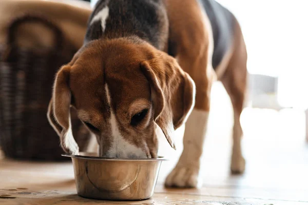 Beagle dog eating from a bowl indoors