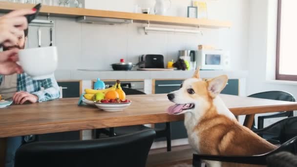 Una Familia Positiva Desayunando Mientras Perro Está Sentado Silla Mesa — Vídeo de stock