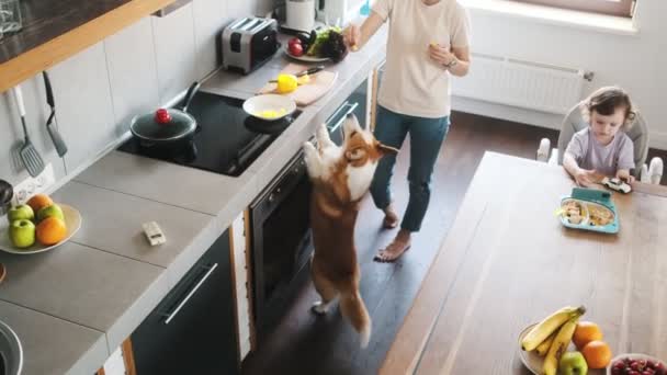 Μητέρα Εκπαιδεύει Τον Σκύλο Της Στην Κουζίνα — Αρχείο Βίντεο