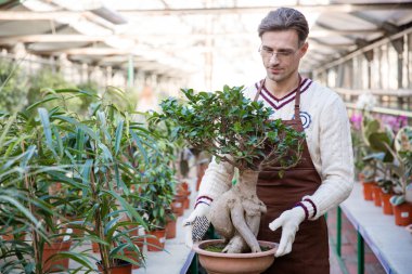 Handsome man gardener holding bonsai tree in pot