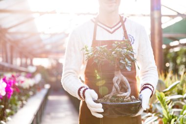 Closeup of bonsai tree in pot holded by man gardener 