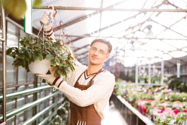 Man gardener working and hanging flowers in pots
