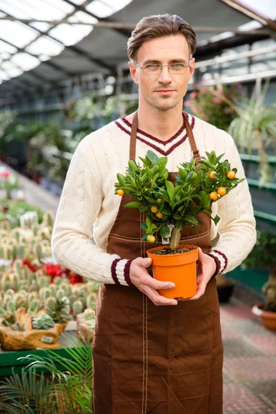 Jóképű férfi Kertész gazdaság kis tagerine fa pot — Stock Fotó