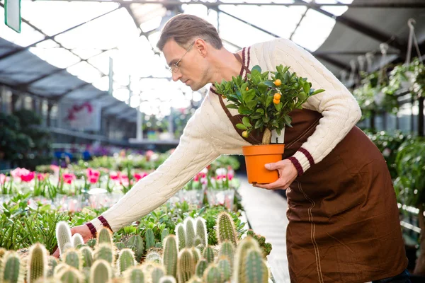 Gärtner mit kleinem Mandarinenbaum kümmert sich um Pflanzen — Stockfoto