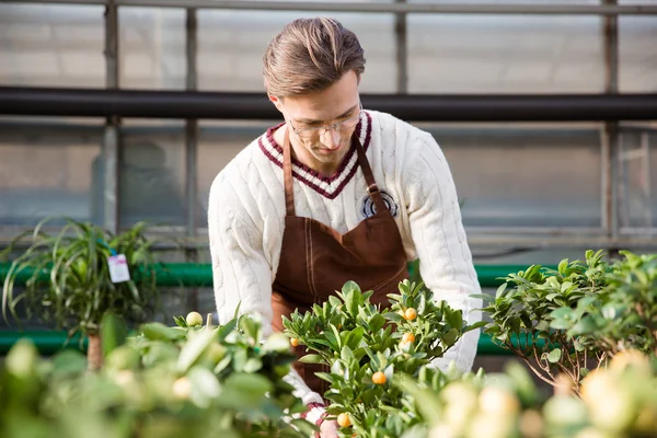 Hombre jardinero cuidando de pequeños árboles en invernadero — Foto de Stock