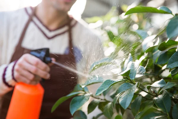 Closeup of man gardener spraying plants using water pulverizer — Stok fotoğraf