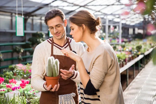 Salesman  offers cactus to young woman in orangery — Stock Fotó