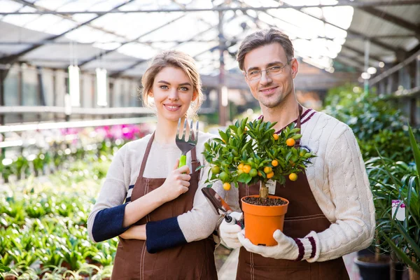 Mujer atractiva feliz y jardineros hombre sosteniendo pequeño árbol de mandarina — Foto de Stock