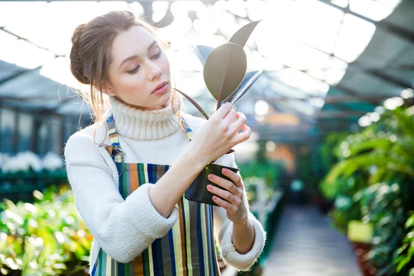 Mujer bonita jardinero cuidando de ficus en maceta — Foto de Stock