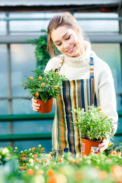 Mujer jardinero cuidando de pequeños árboles de mandarina en macetas — Foto de Stock