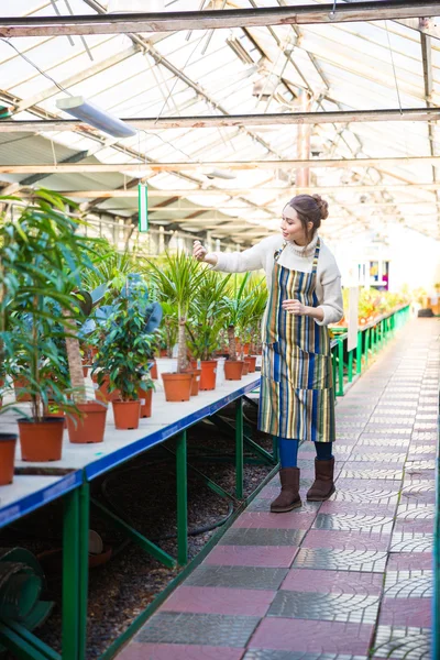 Giardiniere donna concentrata che lavora con fiori nel centro del giardino — Foto Stock